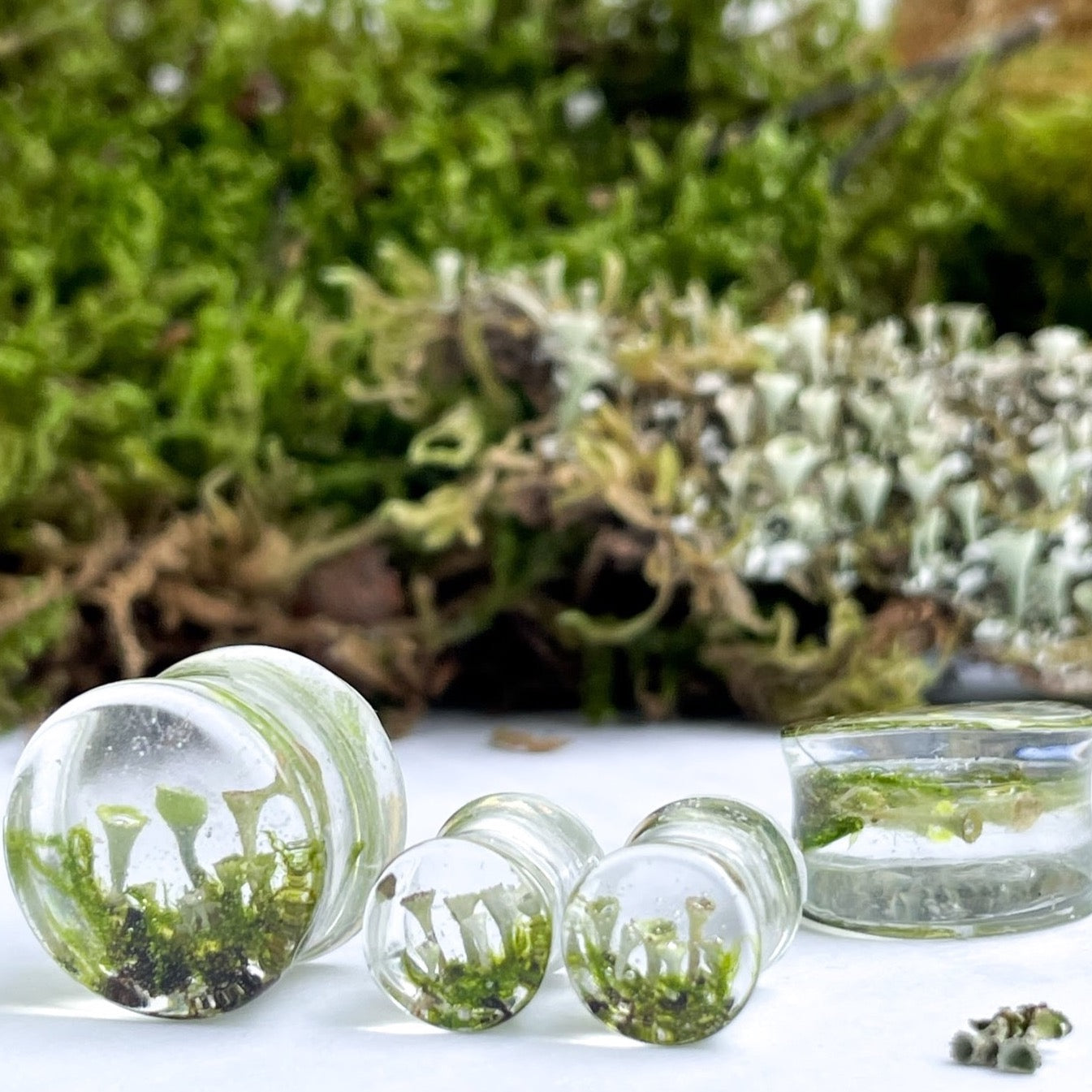 Transparent Moss Mushroom ear gauges