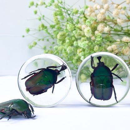 Unique Big insect ear gauges