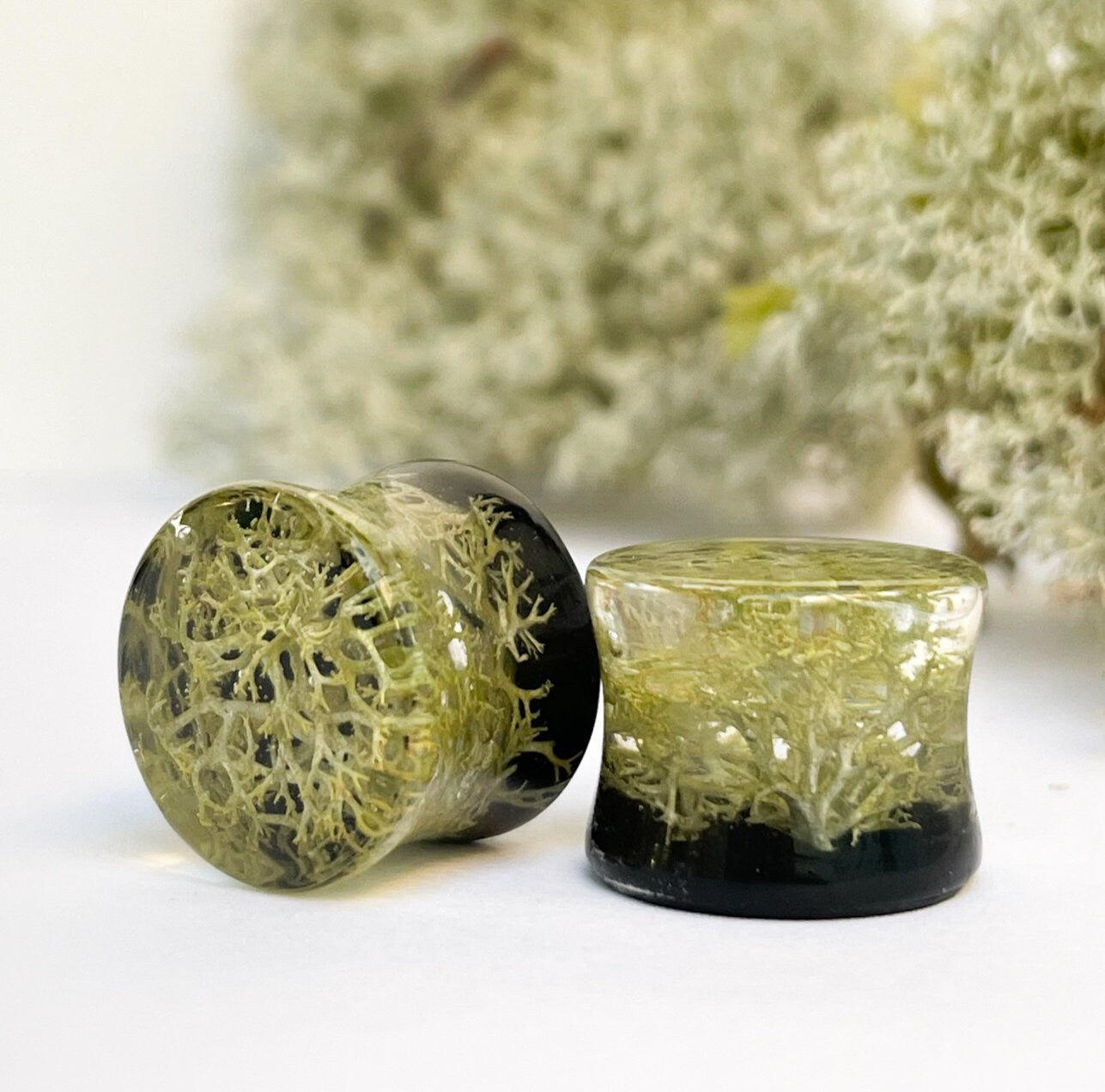 Natural Moss gauges with black background