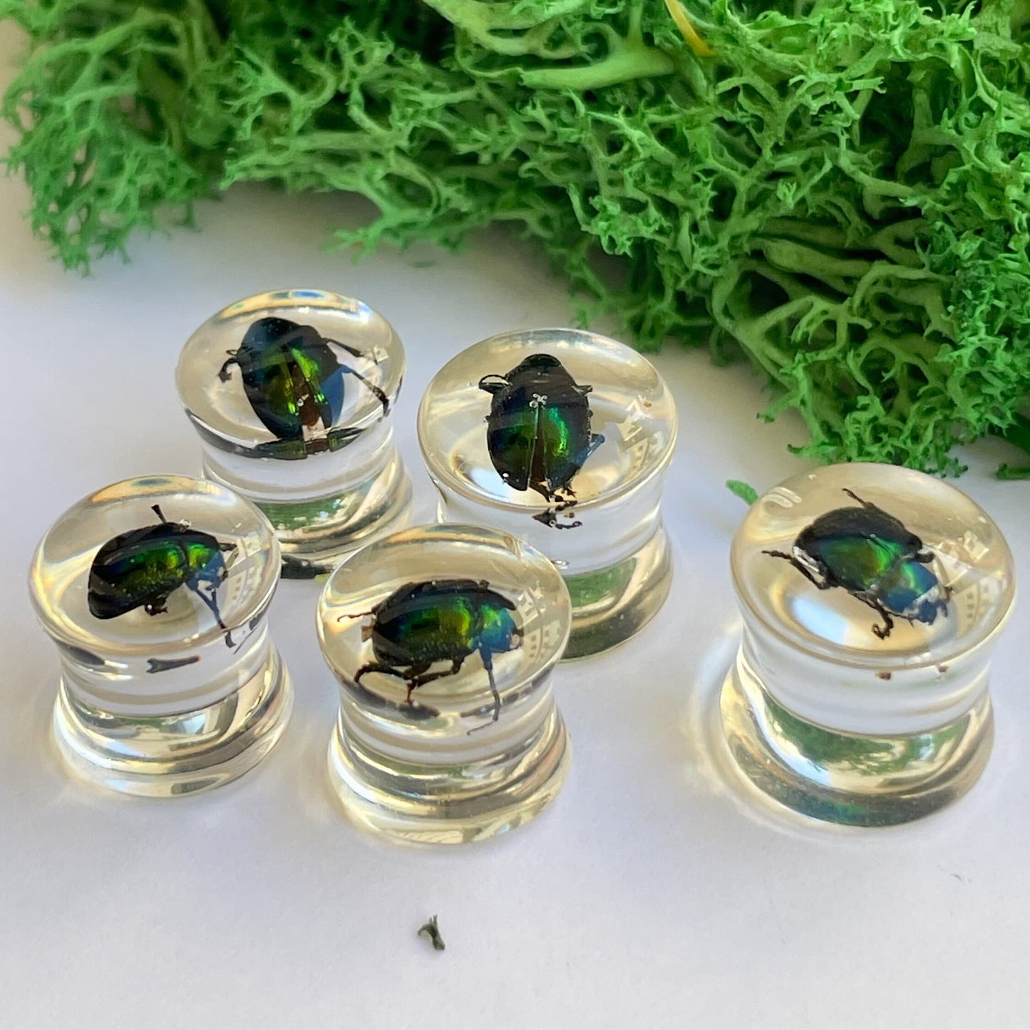 Green beetle ear gauges