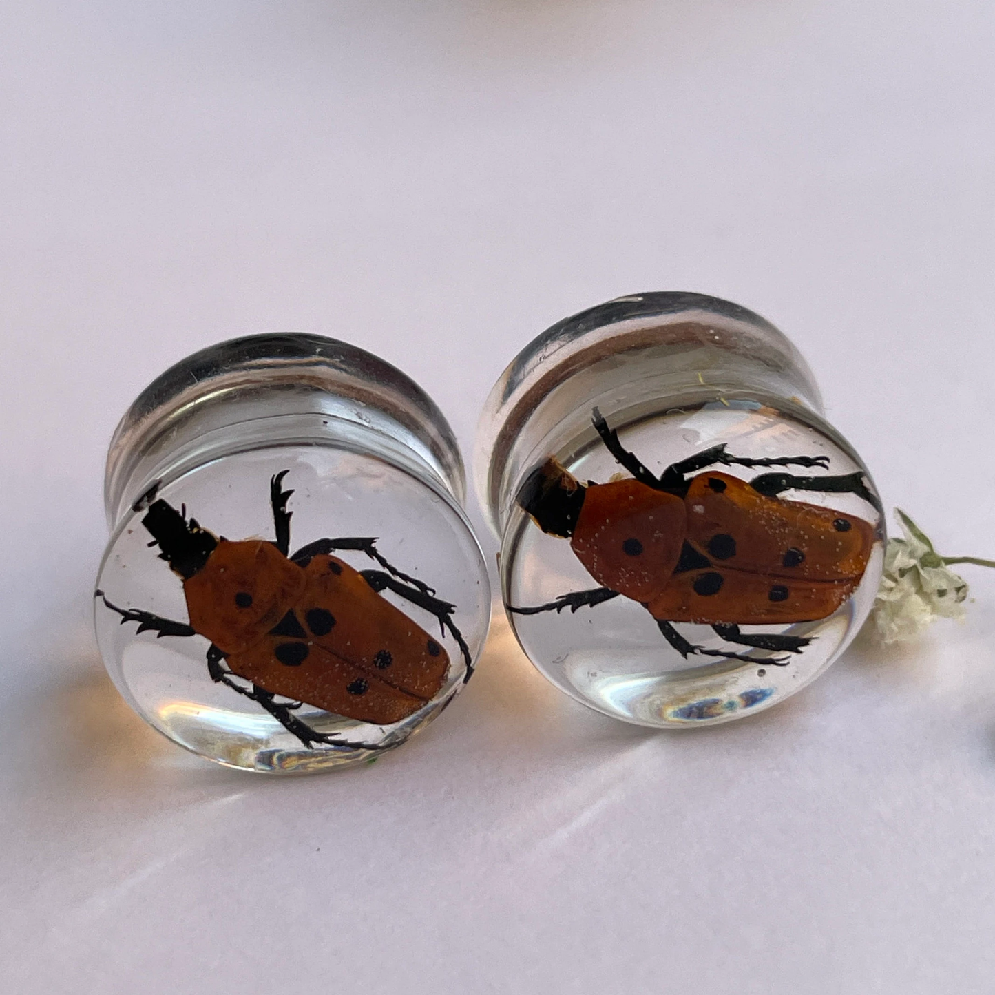 Scarab beetle gauges