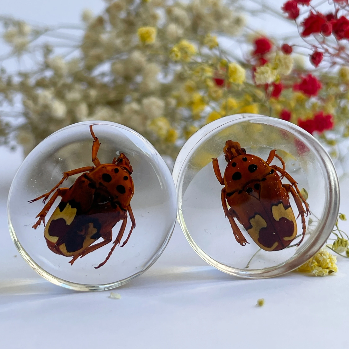 African flower beetle ear gauges