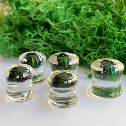 Green beetle ear gauges