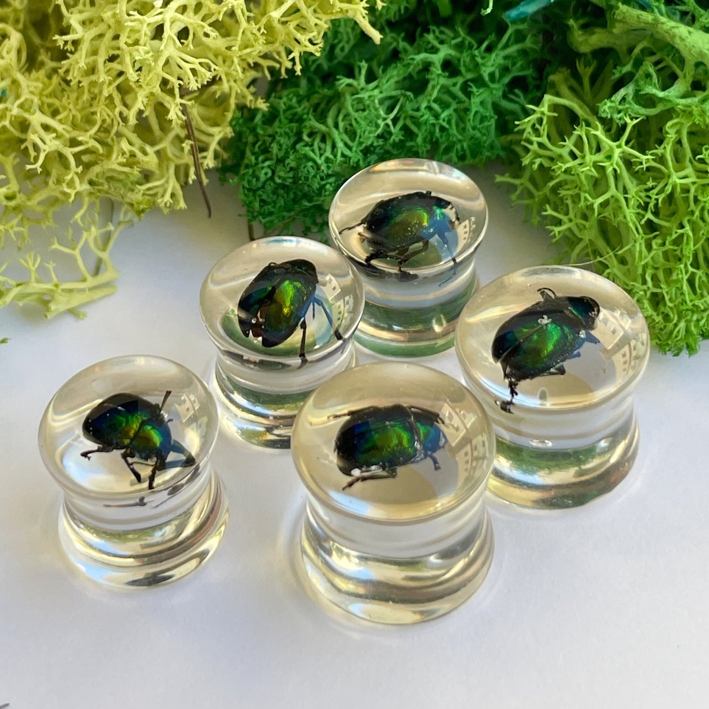 Green beetle ear gauges