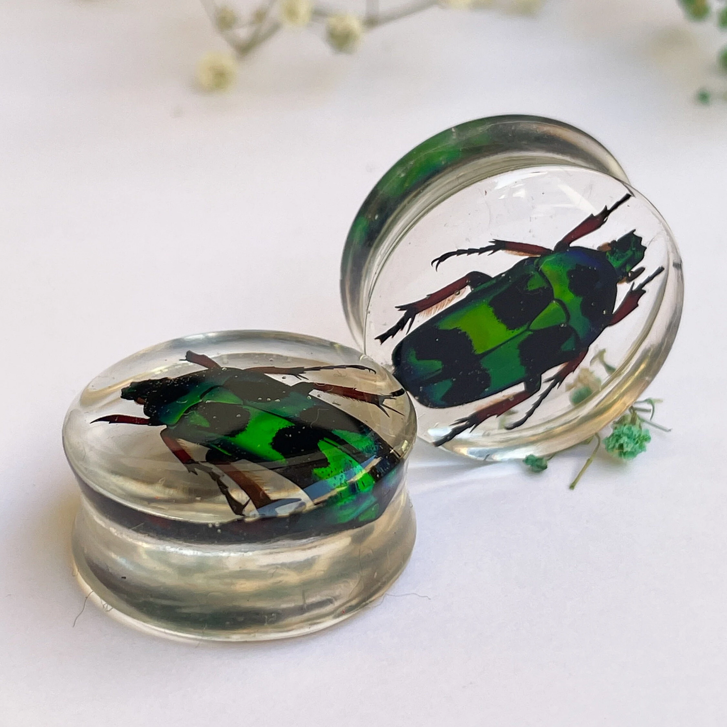 Green scarab beetles heterorrhina macleayi ear gauges