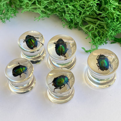 Green beetle ear gauges