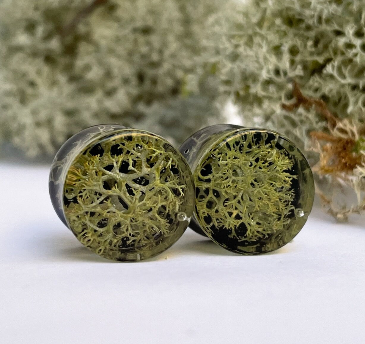 Natural Moss gauges with black background