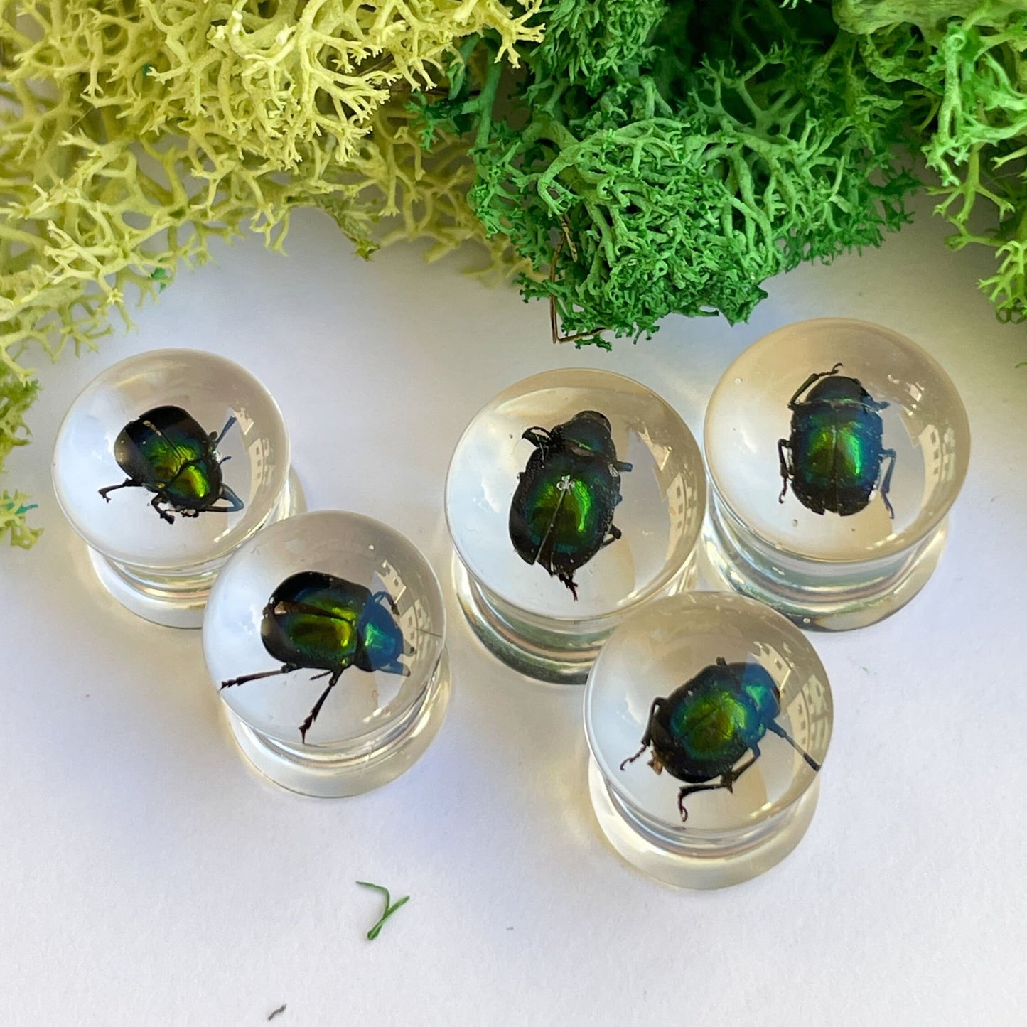 Green beetle ear gauges