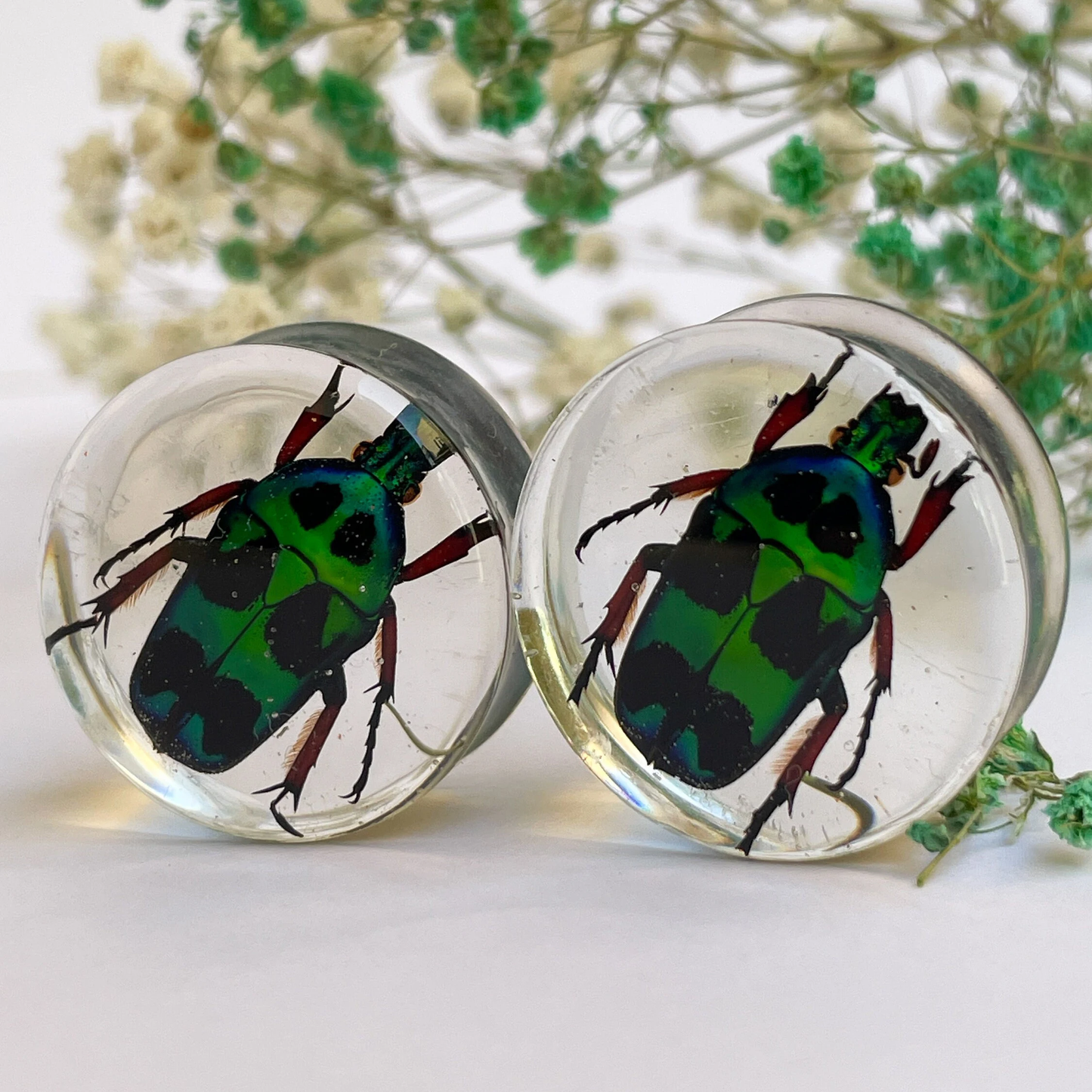 Green scarab beetles heterorrhina macleayi ear gauges