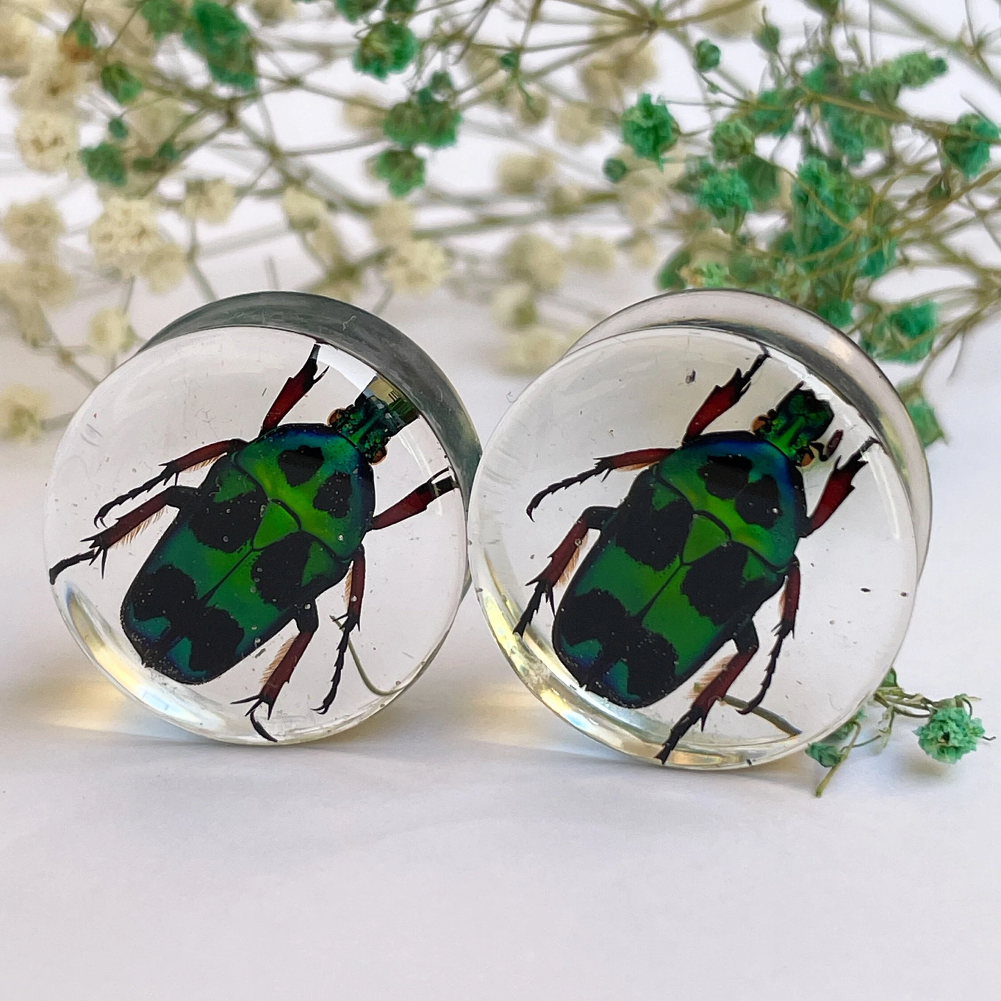 Green scarab beetles heterorrhina macleayi ear gauges