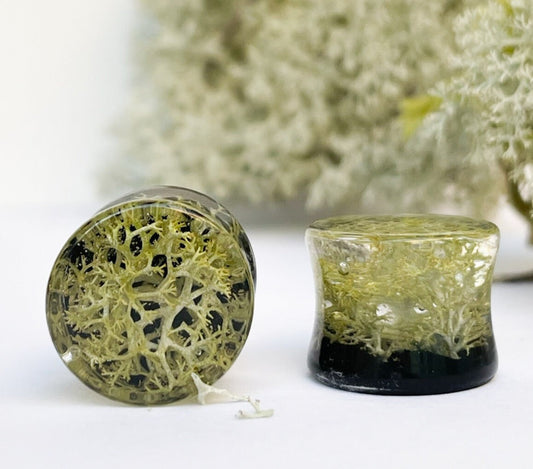 Natural Moss gauges with black background