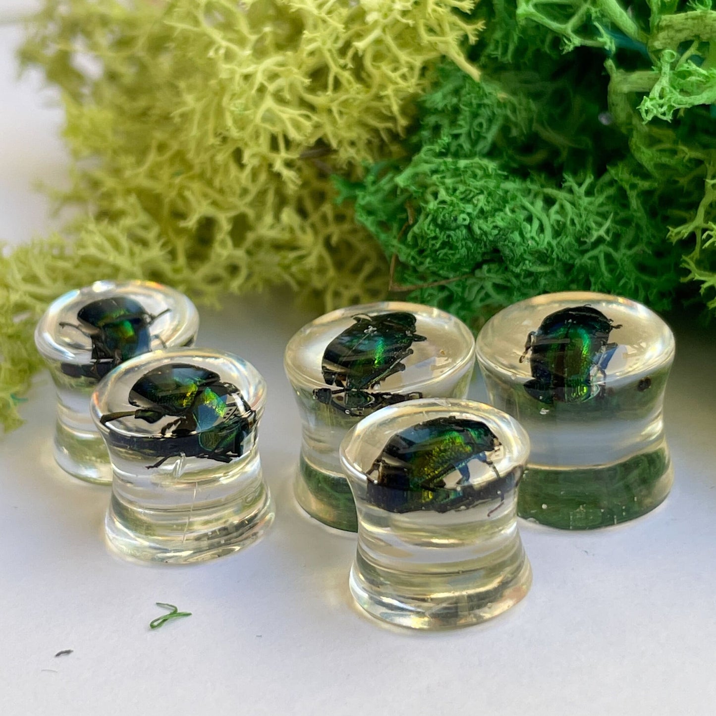 Green beetle ear gauges