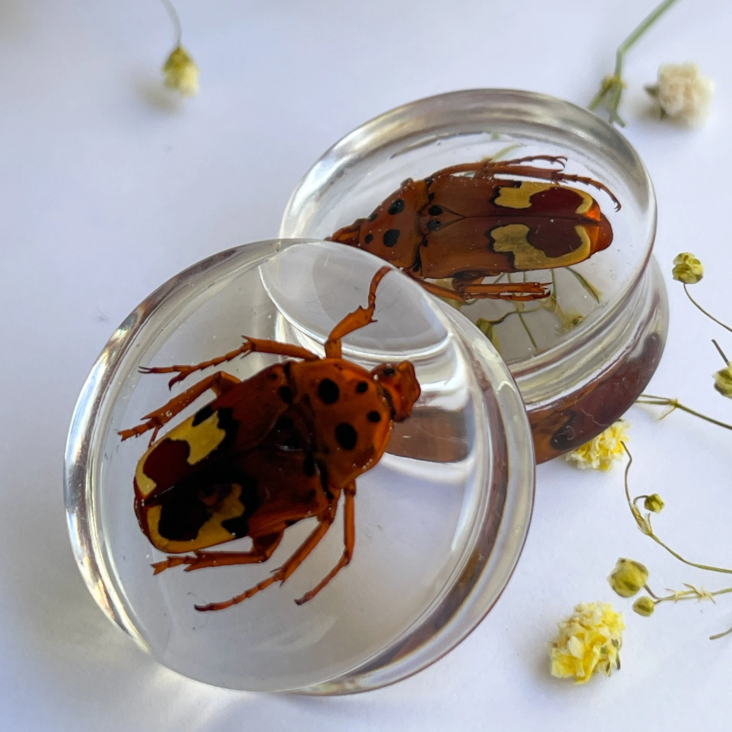 African flower beetle ear gauges