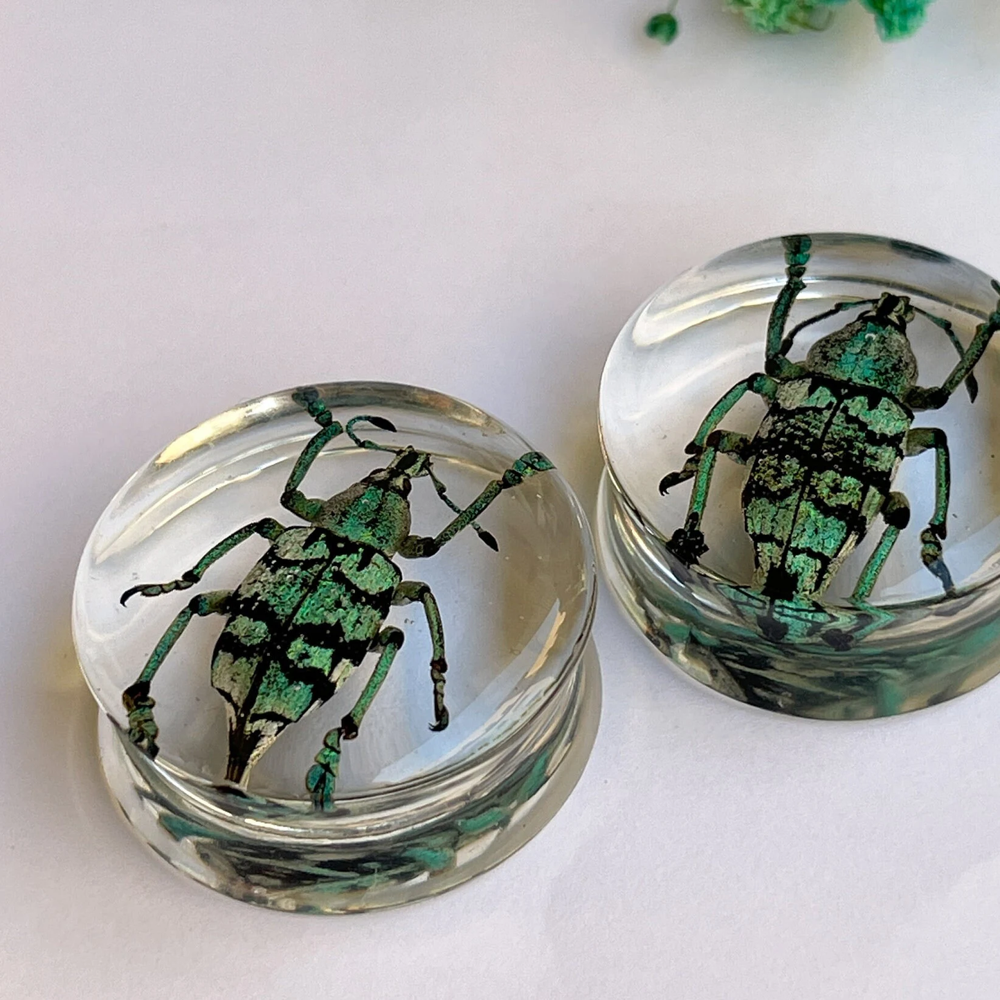 Weevil Eupholus chevrolati green and black ear gauges