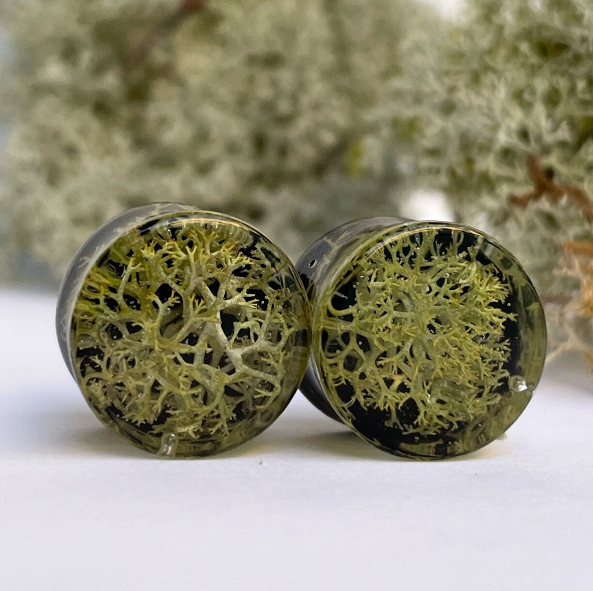 Natural Moss gauges with black background