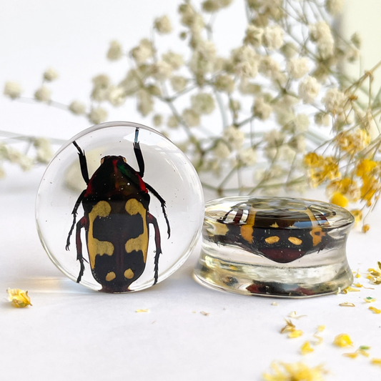 African flower beetles Plaesiorhinella mhondana ear gauges