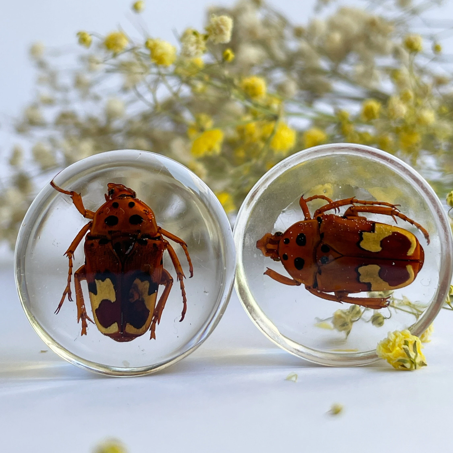 African flower beetle ear gauges