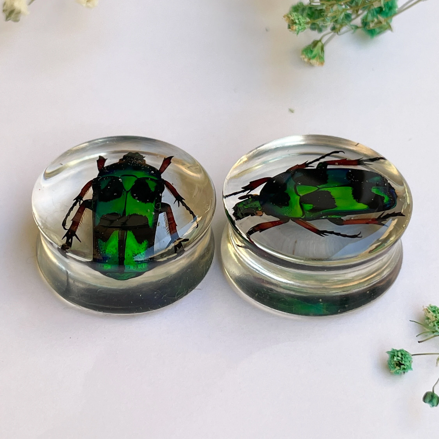 Green scarab beetles heterorrhina macleayi ear gauges