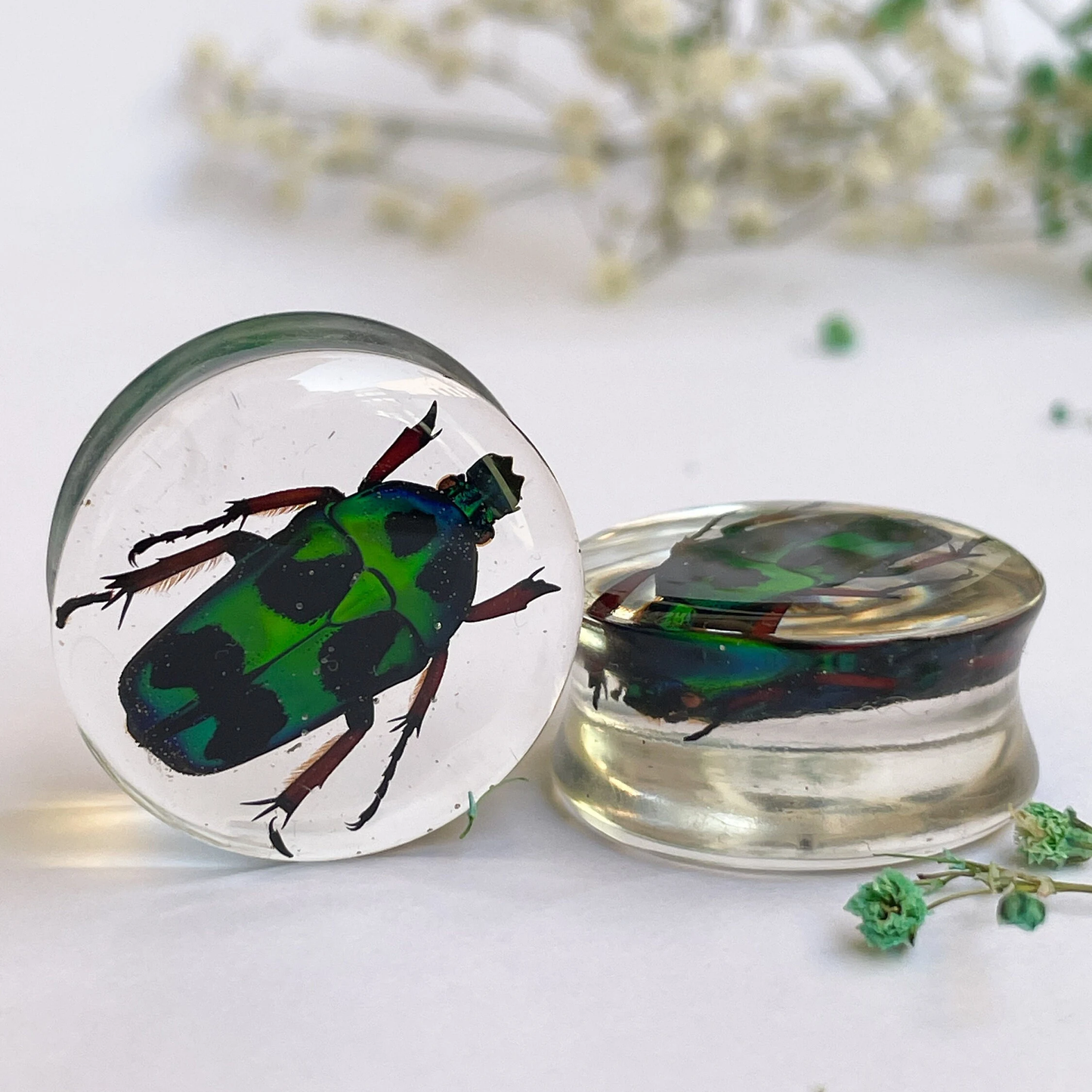 Green scarab beetles heterorrhina macleayi ear gauges