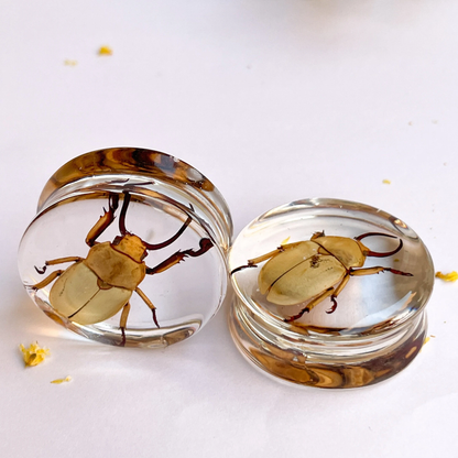 Kibakoganea insect ear gauges